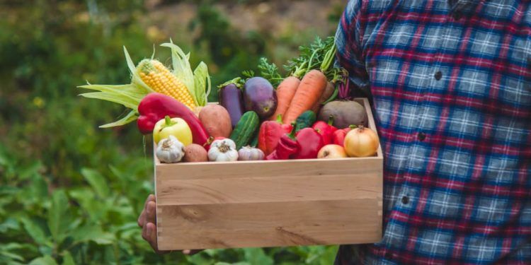 Brasil produz mais de 160 culturas agrícolas entre hortifrútis e grãos