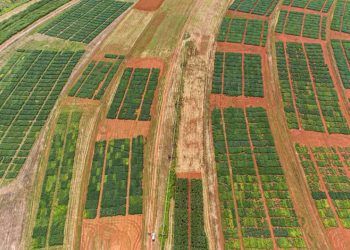 El Niño reduz chuvas no Cerrado e impacta produtividade da soja, aponta pesquisa