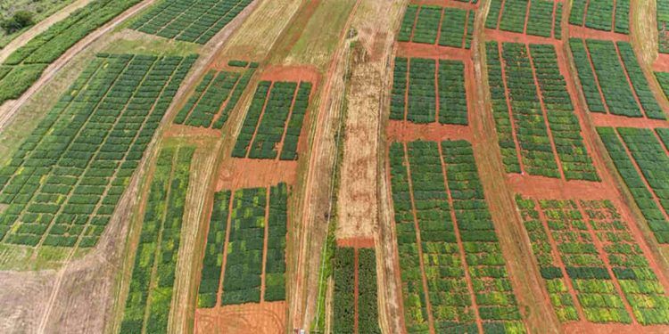 El Niño reduz chuvas no Cerrado e impacta produtividade da soja, aponta pesquisa