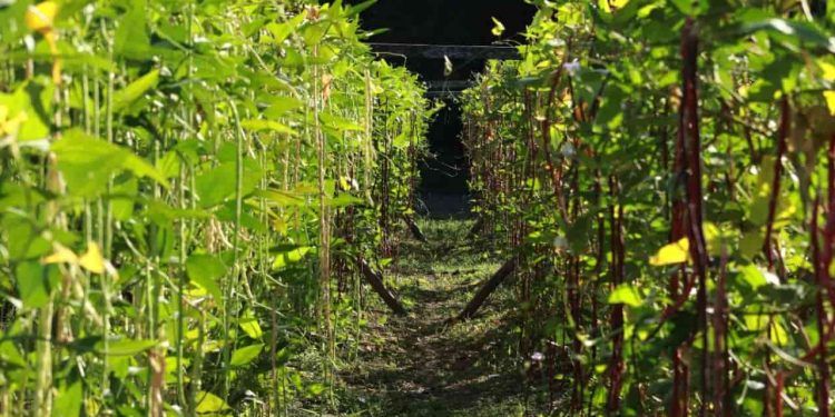 Embrapa abre oferta pública de sementes das novas cultivares de feijão-de-metro