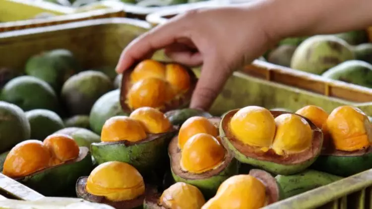 Festa do Pequi acontece no Dia Estadual do fruto em Goias