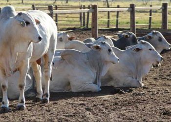 Baixa oferta de animais e demanda aquecida leva arroba do boi gordo a R$ 300