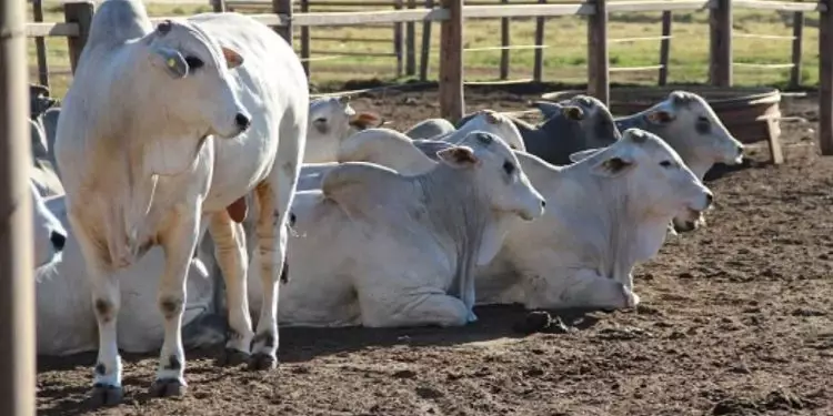 Baixa oferta de animais e demanda aquecida leva arroba do boi gordo a R$ 300 1 Baixa oferta de animais e demanda aquecida leva arroba do boi gordo a R$ 300