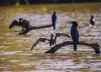 Lagos na Amazônia registram maior média de temperatura para o mês de agosto