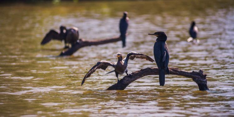 Lagos na Amazônia registram maior média de temperatura para o mês de agosto