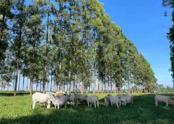 Medir área basal dos troncos ajuda a melhorar o manejo de sistemas silvipastoris