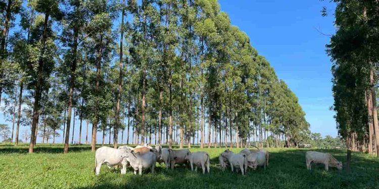 Medir área basal dos troncos ajuda a melhorar o manejo de sistemas silvipastoris