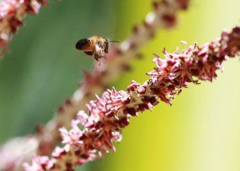 Mel da florada do açaí possui altos teores de compostos antioxidantes