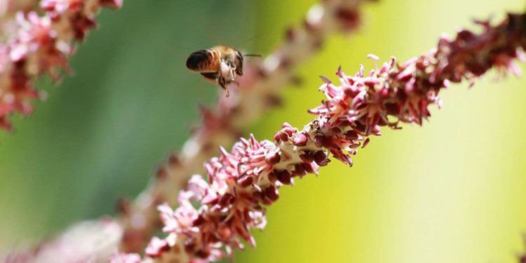 Mel da florada do açaí possui altos teores de compostos antioxidantes