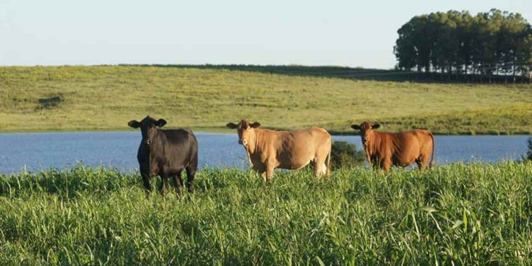 Nova ferramenta digital vai apoiar pecuaristas no planejamento forrageiro; veja