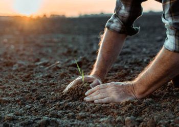 Agricultores do Brasil adotam 9,8 práticas regenerativas em média; índice global é de 6,6