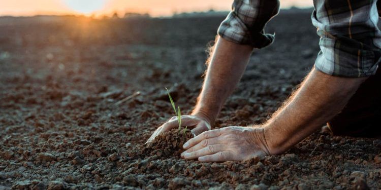 Agricultores do Brasil adotam 9,8 práticas regenerativas em média; índice global é de 6,6