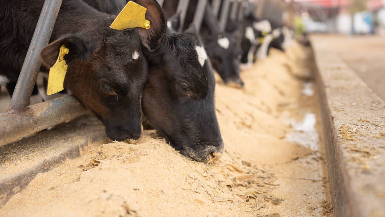 Programa Venda em Balcão é destinado a pequenos criadores de animais. 