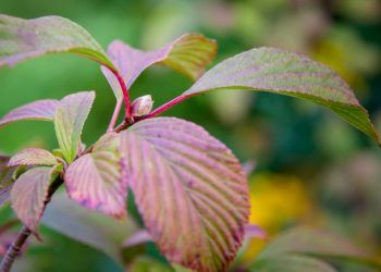 Veja as opções de plantas de jardim que gostam de sol para cultivar em casa