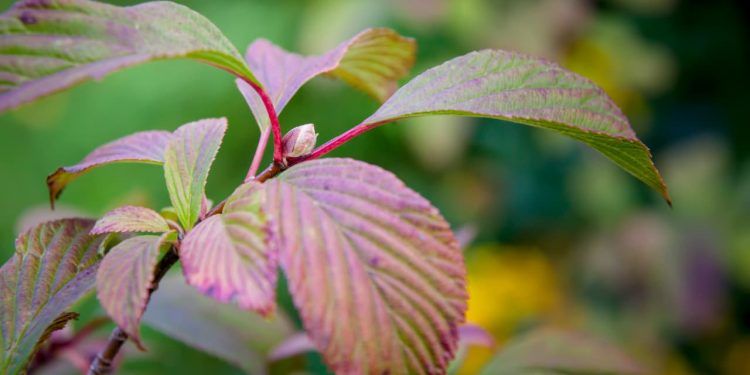 Veja as opções de plantas de jardim que gostam de sol para cultivar em casa