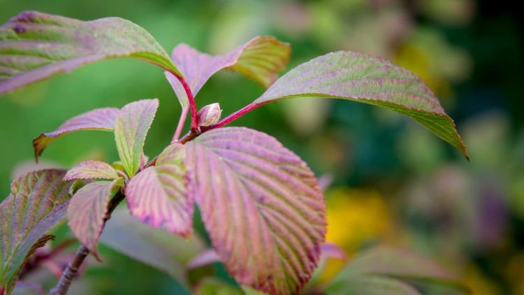 Veja as opcoes de plantas de jardim que gostam de sol para cultivar em casa