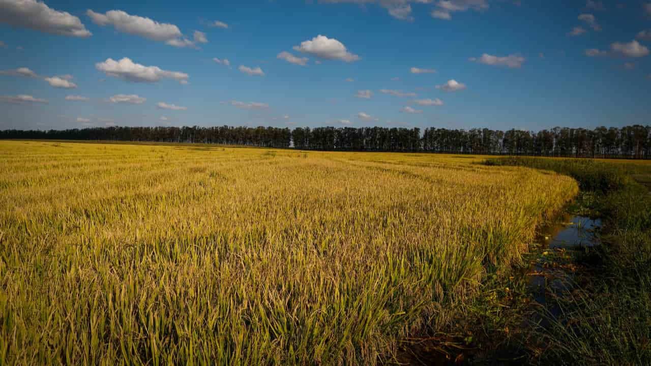 Agricultor brasileiro investirá mais em cultivo do grão por maior renda e produtividade. 