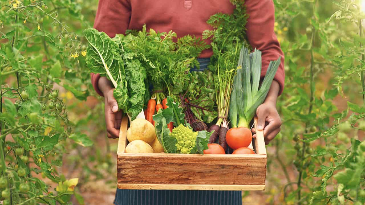 Agricultores se dizem essenciais para garantir a segurança alimentar no mundo. 