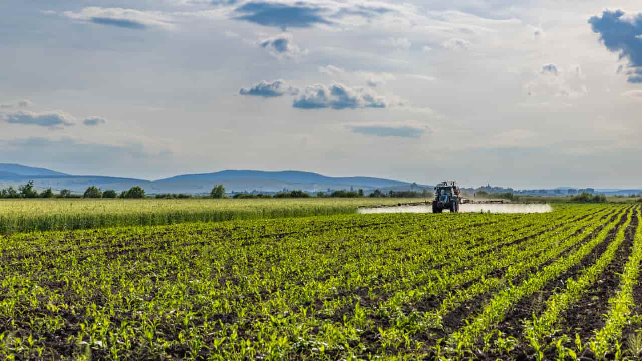 Biofungicida também atua no melhor enraizamento e produção de vagens. Imagem ilustrativa.