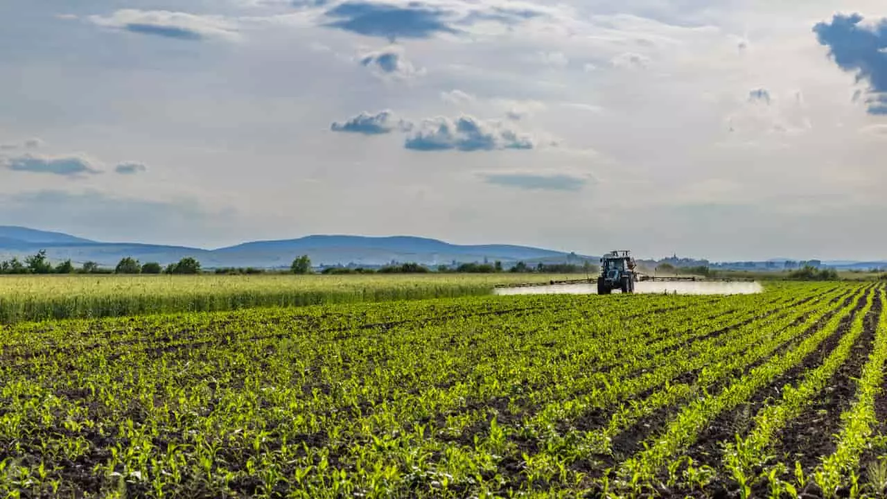 Biofungicida também atua no melhor enraizamento e produção de vagens. Imagem ilustrativa.