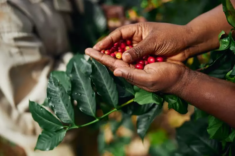 Reduzir emissão de carbono poderá render em descontos na apólice de seguro rural 3 Café