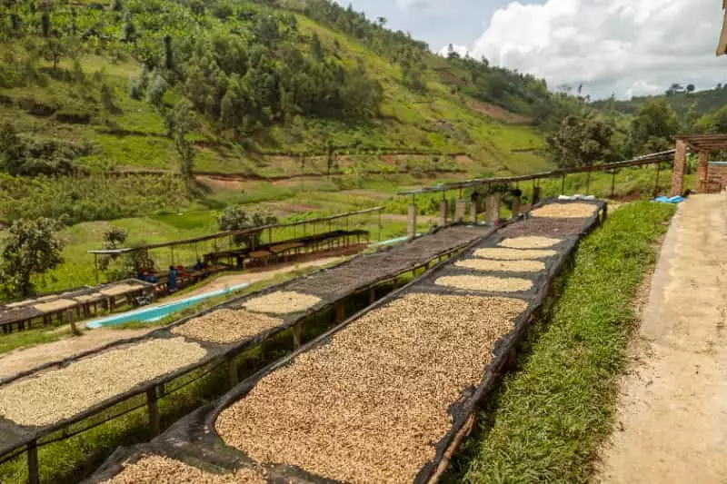 Reduzir emissão de carbono poderá render em descontos na apólice de seguro rural 2 Cafeinocultura