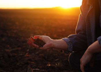 Curso online e gratuito ensina a construir fertilidade do solo para culturas agrícolas