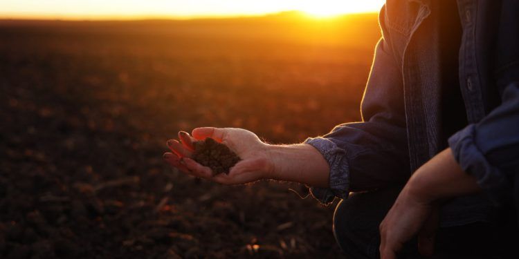 Curso online e gratuito ensina a construir fertilidade do solo para culturas agrícolas