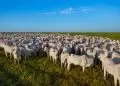 Capacitações abordam conceitos, escolha de pastagens e implantação.