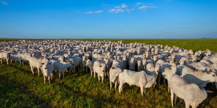 Capacitações abordam conceitos, escolha de pastagens e implantação.