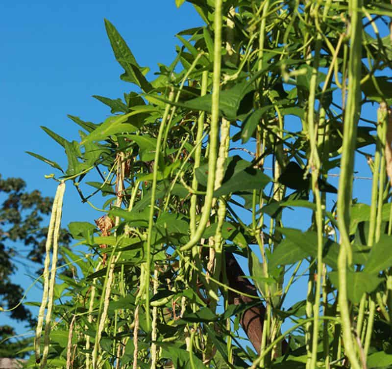 Cultivares de feijão