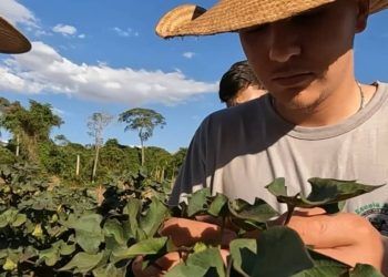 Escola Agrícola do Senar-MT abre vagas para Curso Técnico em Agropecuária