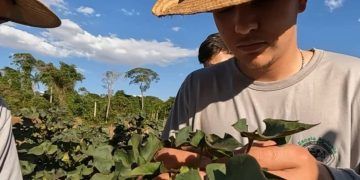 Escola Agrícola do Senar-MT abre vagas para Curso Técnico em Agropecuária