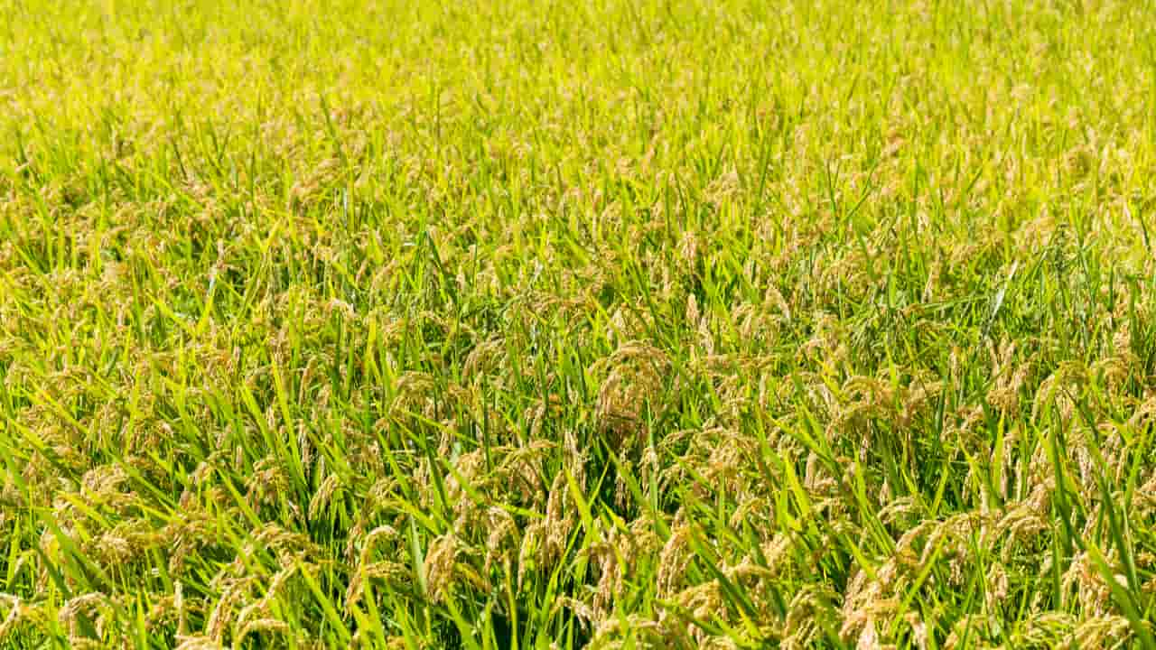 Destaque para crescimento do volume produzido de arroz. 