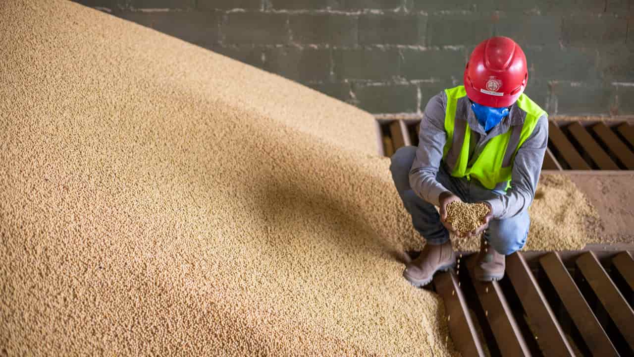 Destaque para setores de serviço, cultivo de soja, criação de bovinos e agroindústria. 