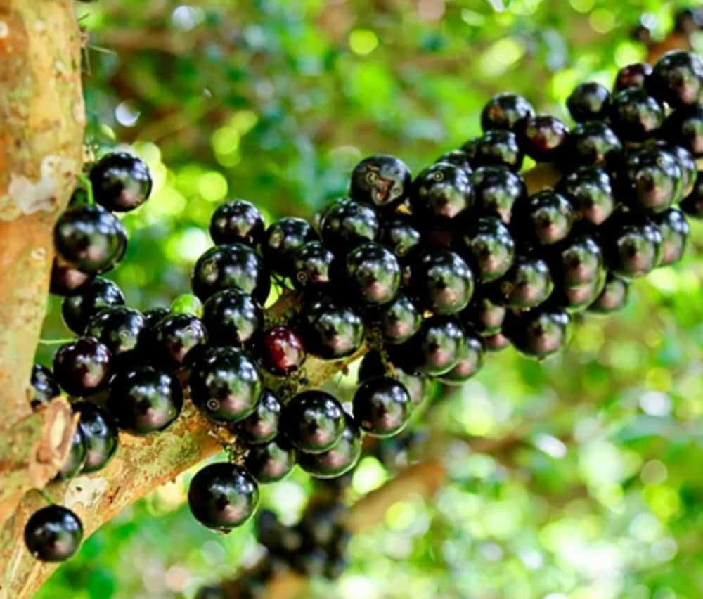 Jabuticaba