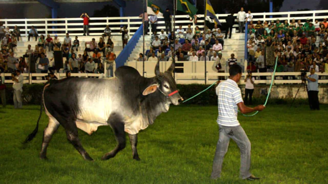 Evento traz mostra de animais, leilões e competições. 