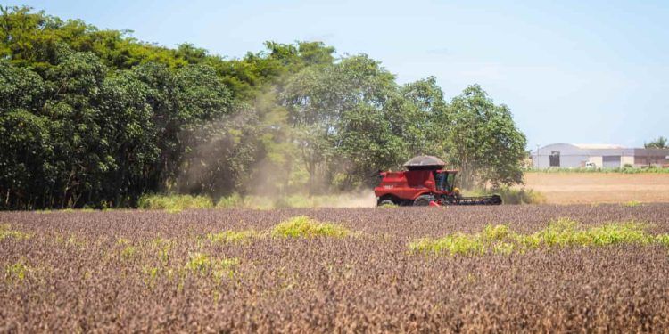 Lei antidesmatamento pode mudar percepção de empresas sobre produtos brasileiros