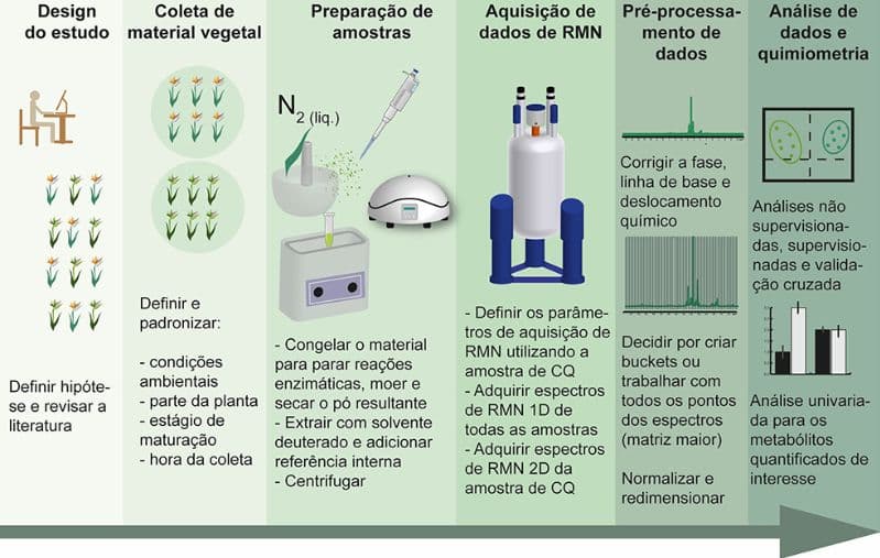 Protocolo orienta o uso de ressonância magnética no estudo do metabolismo de plantas 3 Fluxograma
