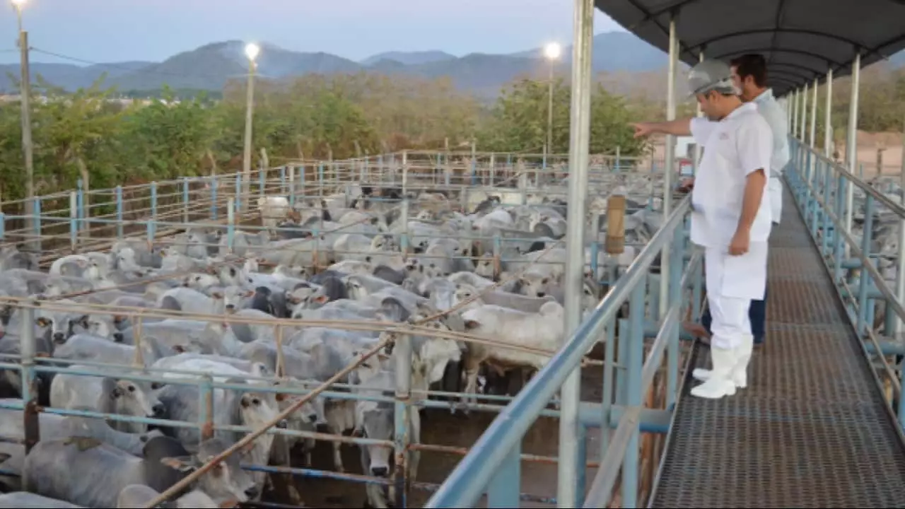 Baixa oferta de animais e demanda aquecida leva arroba do boi gordo a R$ 300 3 Frigoríficos buscam estratégias para aumentar oferta de animais.