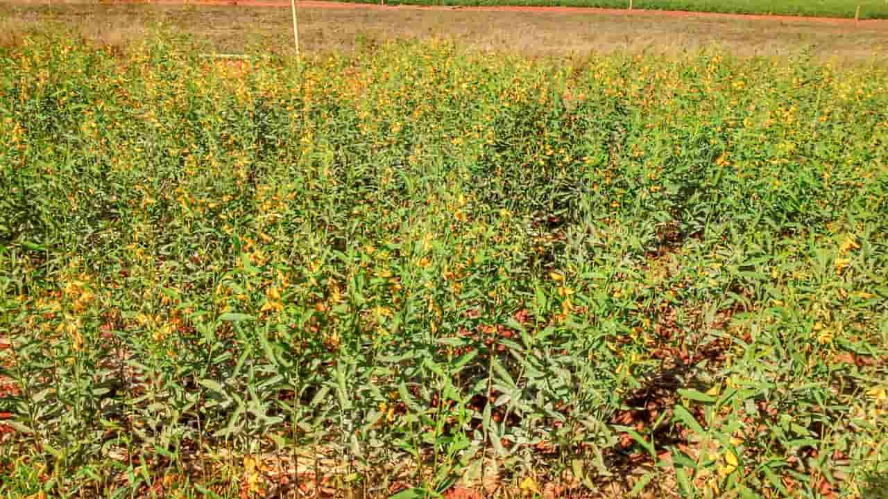 Ideia é diminuir dependência de fertilizantes externos utilizando essas  plantas. 