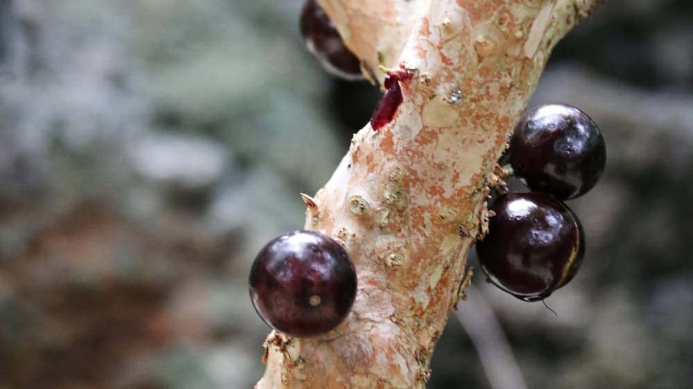 Jabuticaba