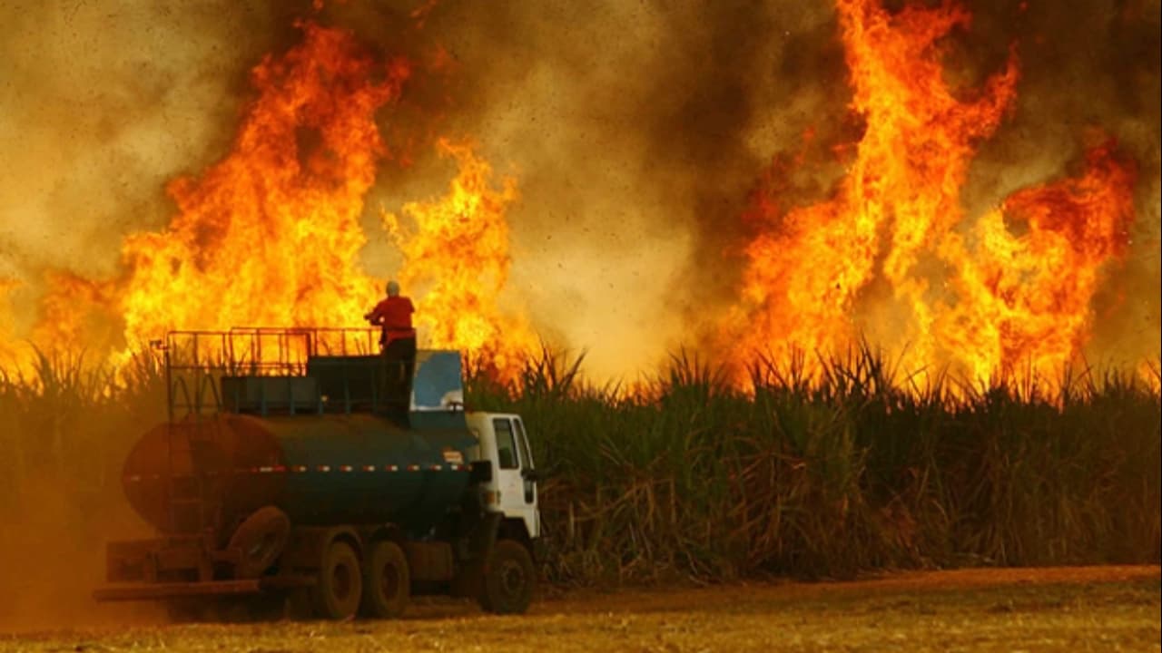 Nas áreas agrícolas, os canaviais foram os mais afetados pelas queimadas. 