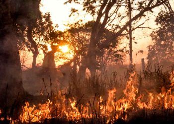 Seca provoca mais de 200 mil focos de incêndios em 2024 no Brasil, aponta Embrapa