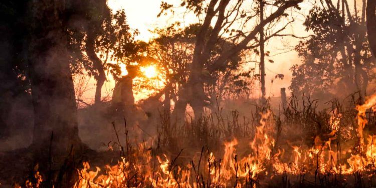 Seca provoca mais de 200 mil focos de incêndios em 2024 no Brasil, aponta Embrapa