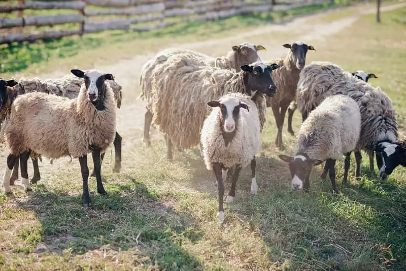 Embrapa apresenta plataforma digital para técnicos e produtores de caprinos e ovinos 3 Ovinos
