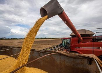 Empregos no agronegócio ocupam 28,6 milhões de pessoas no 2º tri de 2024 no Brasil