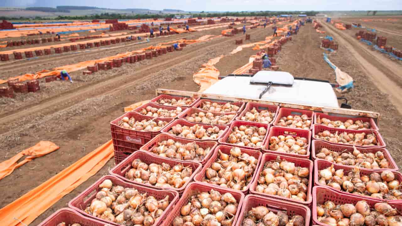 Pessoas empregadas representaram grande parte da força de trabalho. 