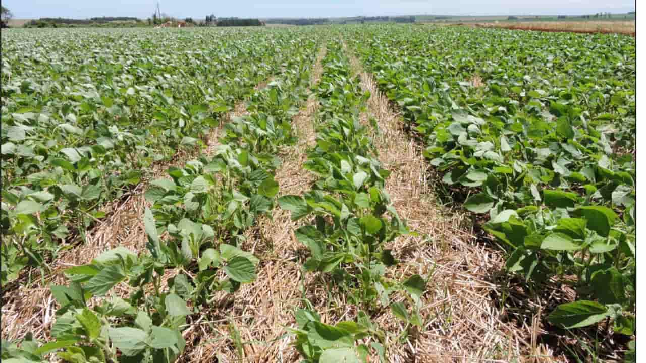 Plantas de cobertura mais usadas no Brasil são as gramíneas. 