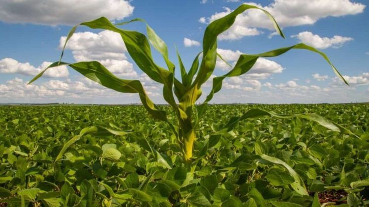 plantas voluntarias surgem nas plantacoes de soja e podem causar doencas